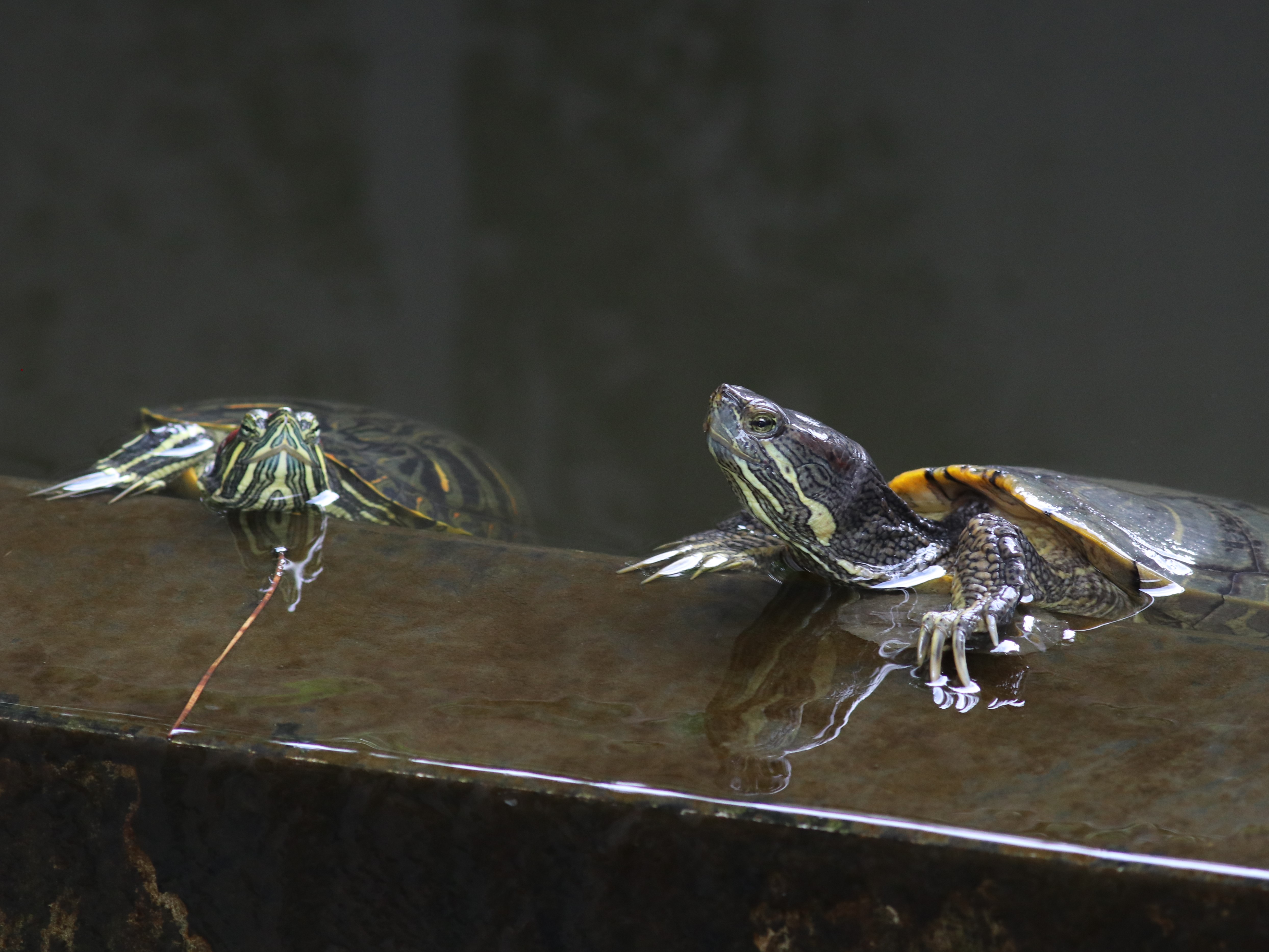 水門のアカミミガメ